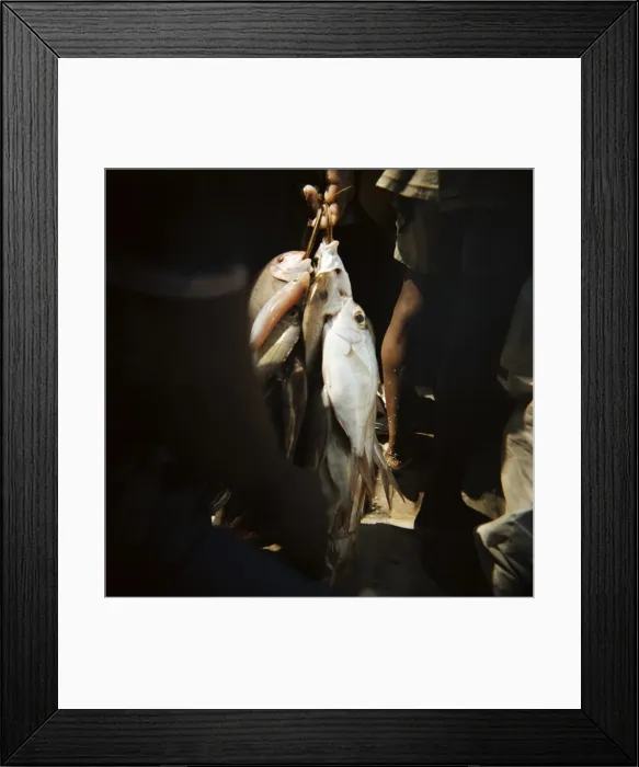 Framed Print : Fresh fish bundled with string, Mkokotoni, Zanzibar, Tanzania, East Africa, Africa Framed Print : Fresh fish bundled with string, Mkokotoni, Zanzibar, Tanzania, East Africa, Africa
