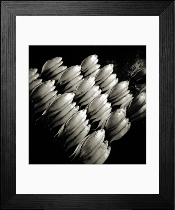 Framed Print : Image taken with a Holga medium format 120 film toy camera of freshly-caught fish on slab in fish market, Stonetown, Zanzibar, Tanzania, East Framed Print : Image taken with a Holga medium format 120 film toy camera of freshly-caught fish on slab in fish market, Stonetown, Zanzibar, Tanzania, East