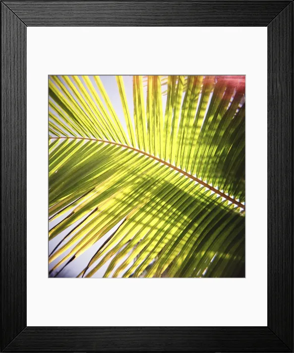 Framed Print : Green palm leaves captured against the sky with sunlight streaming through Framed Print : Green palm leaves captured against the sky with sunlight streaming through