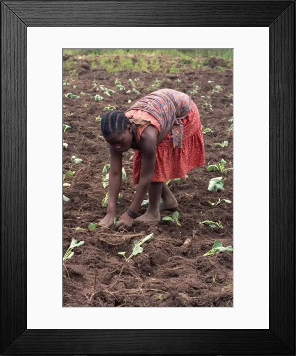 Framed Print : Portrait of a young woman bending down, working in field, planting, Tanzania Framed Print : Portrait of a young woman bending down, working in field, planting, Tanzania