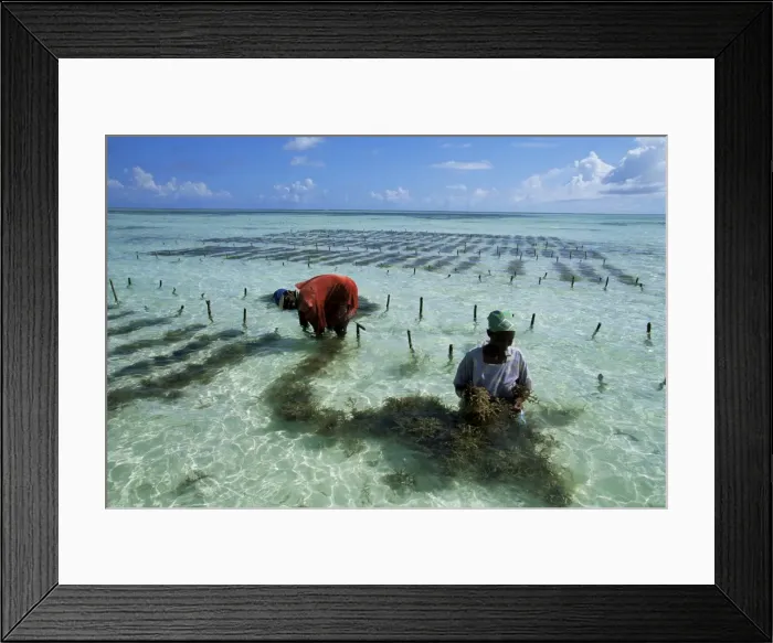 Framed Print : Man and woman working in seaweed cultivation, Zanzibar, Tanzania, East Africa, Africa