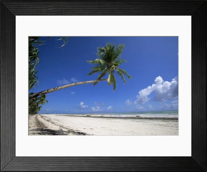 Framed Print : Palm tree, Kiwengwa beach, Zanzibar, Tanzania, East Africa, Africa Framed Print : Palm tree, Kiwengwa beach, Zanzibar, Tanzania, East Africa, Africa