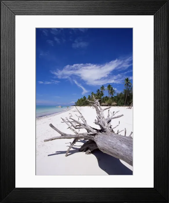 Framed Print : Dry tree log on Pingwe beach, Zanzibar, Tanzania, East Africa, Africa Framed Print : Dry tree log on Pingwe beach, Zanzibar, Tanzania, East Africa, Africa