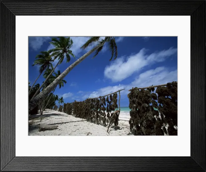 Framed Print : Seaweed drying in the sun, Uroa beach, Zanzibar, Tanzania, East Africa, Africa Framed Print : Seaweed drying in the sun, Uroa beach, Zanzibar, Tanzania, East Africa, Africa
