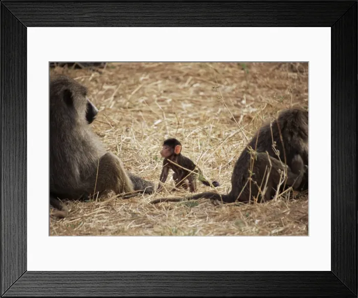 Framed Print : Olive baboon female and infant (Papio cynocephalus anubis), Tarangire National Park Framed Print : Olive baboon female and infant (Papio cynocephalus anubis), Tarangire National Park