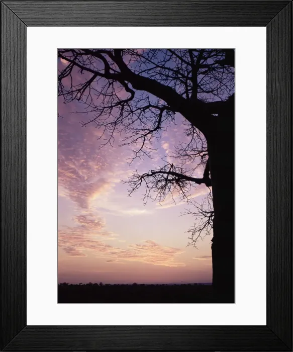 Framed Print : Sunset behind baobab tree, Tarangire National Park, Tanzania, East Africa, Africa Framed Print : Sunset behind baobab tree, Tarangire National Park, Tanzania, East Africa, Africa