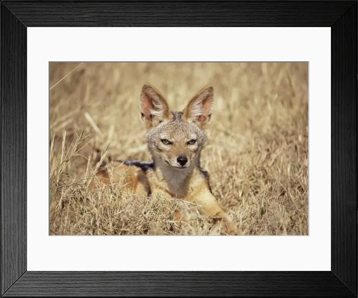 Framed Print : Black-backed jackal (Canis mesomelas), Ngorongoro Crater, Tanzania, East Africa, Africa Framed Print : Black-backed jackal (Canis mesomelas), Ngorongoro Crater, Tanzania, East Africa, Africa