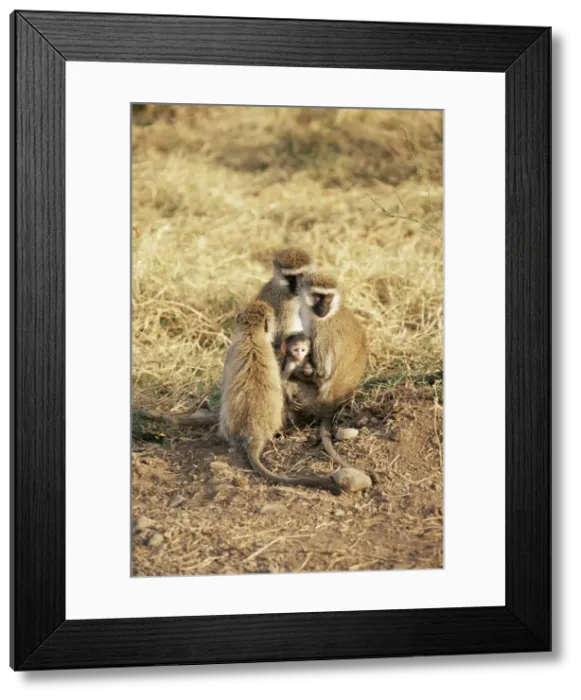 Framed Print : Vervet monkey with infant (Ceropithecus aethiops), Ngorongoro Crater, Tanzania Framed Print : Vervet monkey with infant (Ceropithecus aethiops), Ngorongoro Crater, Tanzania