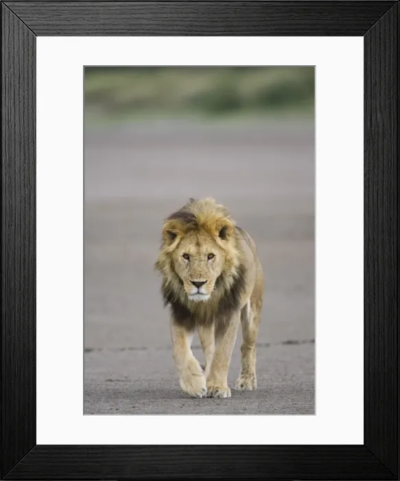 Framed Print : Lion (Panthera leo) walking towards camera, Serengeti National Park, Tanzania Framed Print : Lion (Panthera leo) walking towards camera, Serengeti National Park, Tanzania