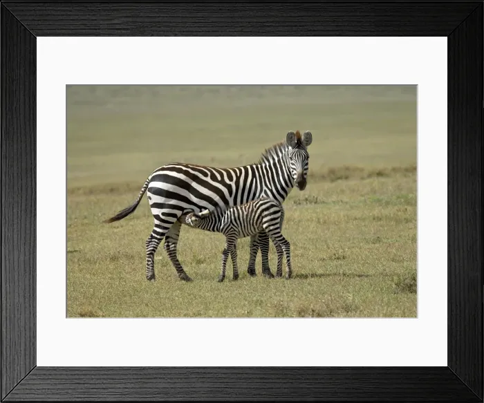 Framed Print : Grants zebra (Plains Zebra) (Common Zebra) (Equus quagga boehmi) nursing Framed Print : Grants zebra (Plains Zebra) (Common Zebra) (Equus quagga boehmi) nursing
