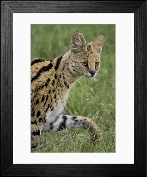 Framed Print : Serval (Felis serval) walking, Serengeti National Park, Tanzania, East Africa, Africa Framed Print : Serval (Felis serval) walking, Serengeti National Park, Tanzania, East Africa, Africa