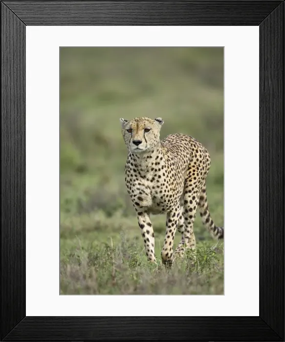 Framed Print : Cheetah (Acinonyx jubatus) walking towards viewer, Serengeti National Park Framed Print : Cheetah (Acinonyx jubatus) walking towards viewer, Serengeti National Park