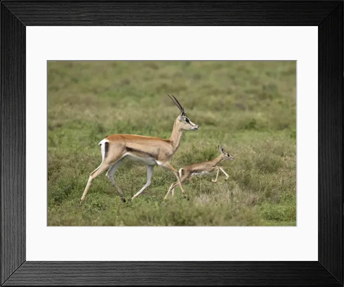 Framed Print : Grants Gazelle (Gazella granti) mother and baby, Serengeti National Park Framed Print : Grants Gazelle (Gazella granti) mother and baby, Serengeti National Park