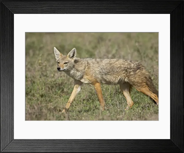 Framed Print : Golden jackal (Canis Aureus), Serengeti National Park, Tanzania, East Africa, Africa Framed Print : Golden jackal (Canis Aureus), Serengeti National Park, Tanzania, East Africa, Africa