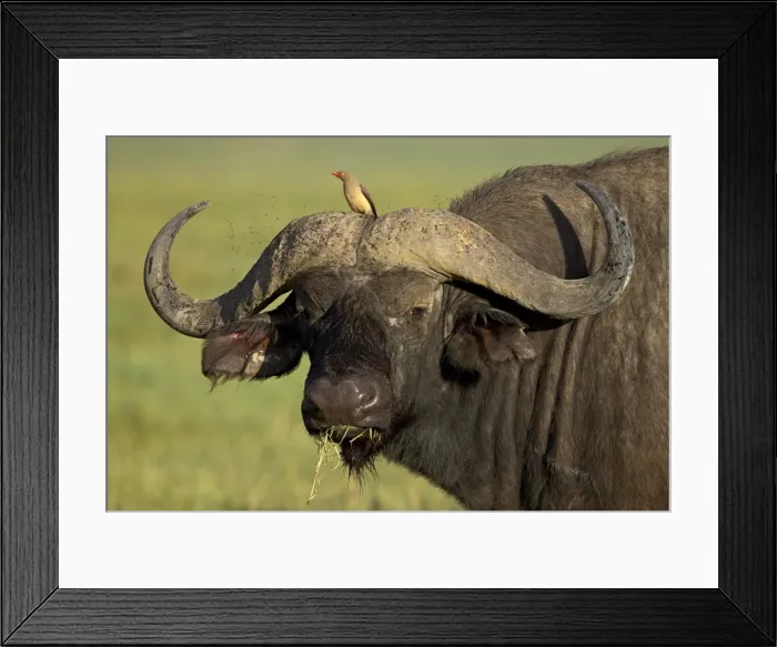 Framed Print : Cape buffalo (African buffalo) (Syncerus caffer) with a red-billed oxpecker (Buphagus erythrorhynchus), Ngorongoro Crater, Ngorongoro Conservation Area, Tanzania, East Framed Print : Cape buffalo (African buffalo) (Syncerus caffer) with a red-billed oxpecker (Buphagus erythrorhynchus), Ngorongoro Crater, Ngorongoro Conservation Area, Tanzania, East