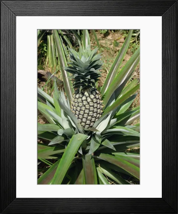 Framed Print : Pineapple, Tanzania, East Africa, Africa Framed Print : Pineapple, Tanzania, East Africa, Africa