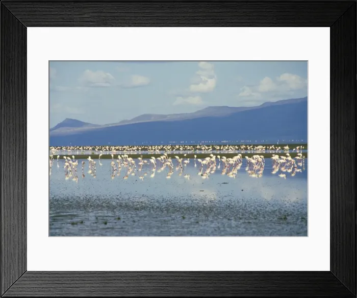 Framed Print : Flamingoes, Tanzania, East Africa, Africa Framed Print : Flamingoes, Tanzania, East Africa, Africa