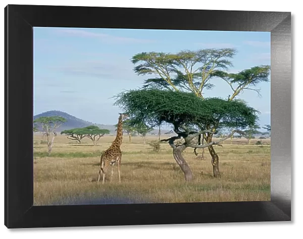 Giraffe, Serengeti National Park, Tanzania, East Africa, Africa
