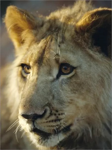 Lion cub, Lion Park resort, Gueru, Zimbabwe