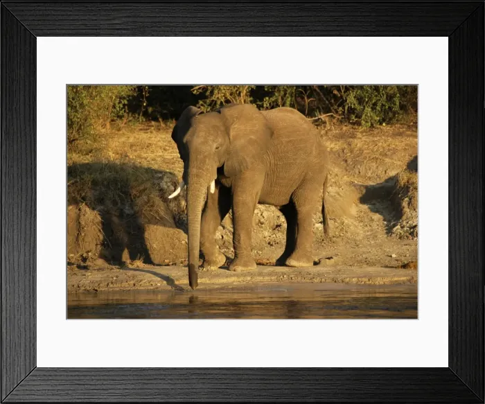 Framed Print : African elephant drinking, Zambesi River, Victoria Falls National Park, Zimbabwe, Africa Framed Print : African elephant drinking, Zambesi River, Victoria Falls National Park, Zimbabwe, Africa