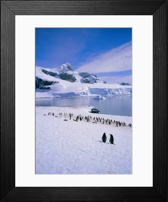 Framed Print : Gentoo penguins, Antarctic Peninsula, Antarctica Framed Print : Gentoo penguins, Antarctic Peninsula, Antarctica