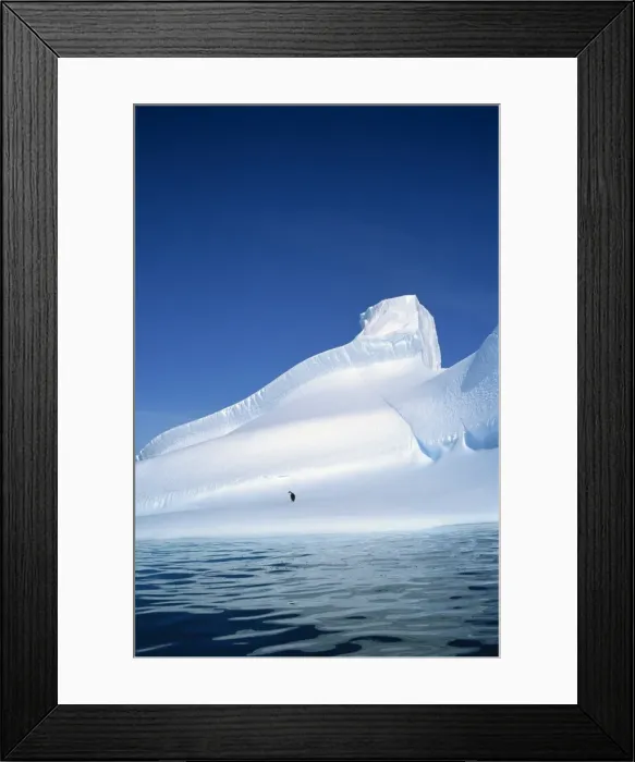 Framed Print : Adelie penguin on iceberg, Antarctica, Polar Regions Framed Print : Adelie penguin on iceberg, Antarctica, Polar Regions