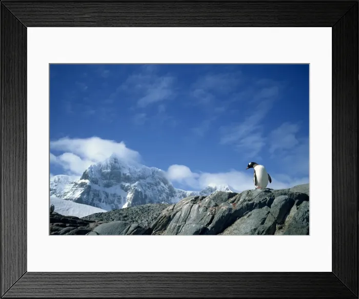 Framed Print : Gentoo penguin, Antarctica, Polar Regions Framed Print : Gentoo penguin, Antarctica, Polar Regions