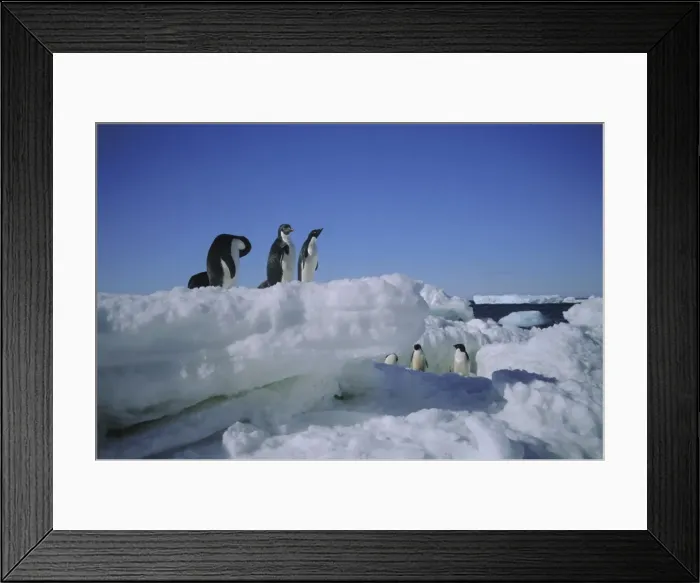 Framed Print : Adelie penguins, Antarctica Framed Print : Adelie penguins, Antarctica