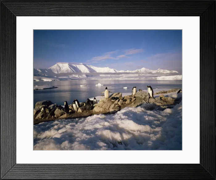 Framed Print : Gentoo penguins on Wiencke Island, with Anvers Island in distance, Antarctic Peninsula Framed Print : Gentoo penguins on Wiencke Island, with Anvers Island in distance, Antarctic Peninsula