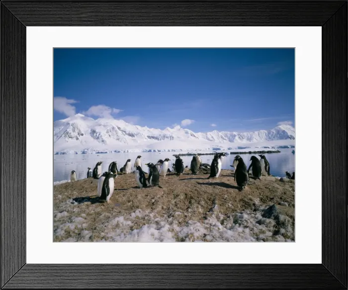 Framed Print : Gentoo penguins, Antarctica, Polar Regions Framed Print : Gentoo penguins, Antarctica, Polar Regions