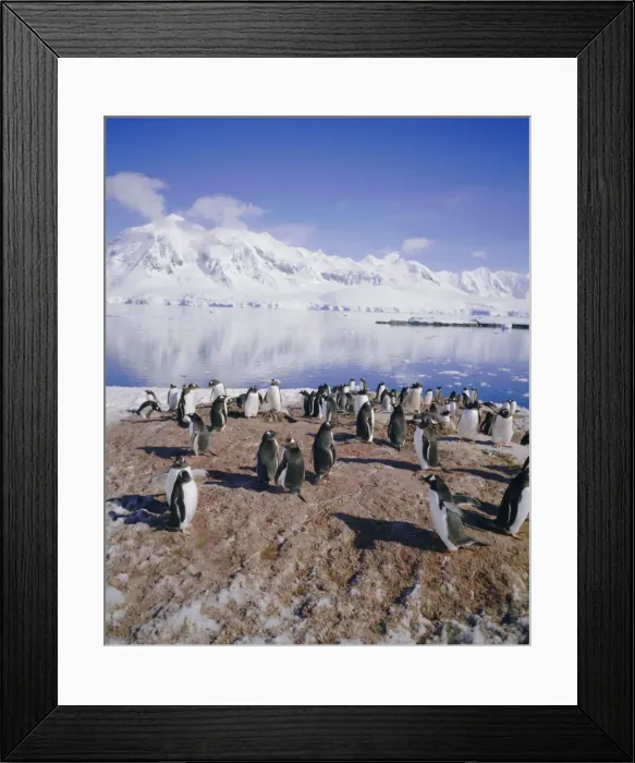 Framed Print : Gentoo penguin rookery, Antarctica, Polar Regions Framed Print : Gentoo penguin rookery, Antarctica, Polar Regions