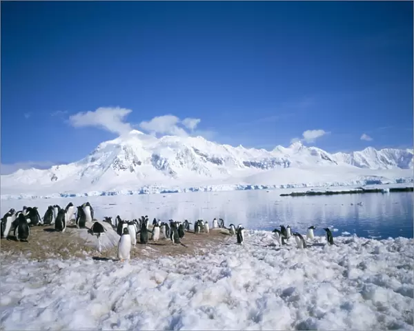 Gentoo penguins and Anvers Island in background, Antarctica, Polar Regions