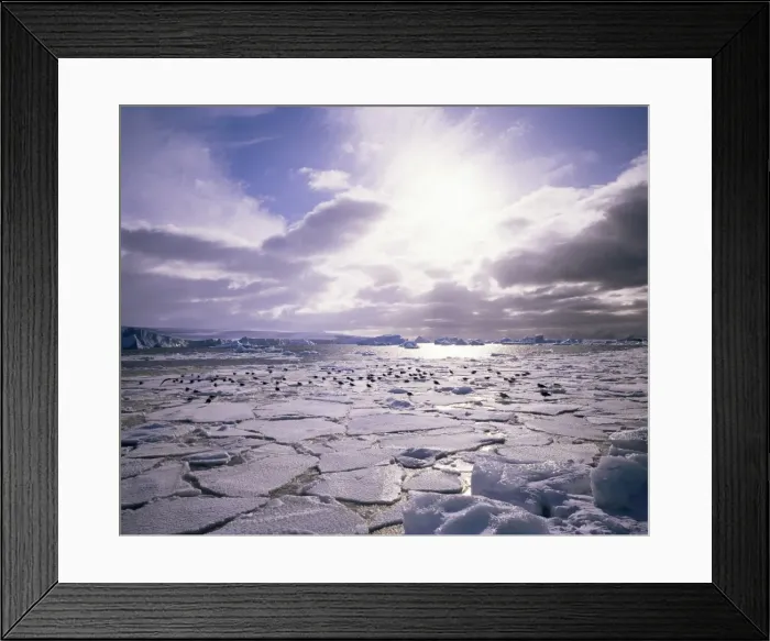 Framed Print : Pack ice with Dominican gulls, Antarctica, Polar Regions Framed Print : Pack ice with Dominican gulls, Antarctica, Polar Regions