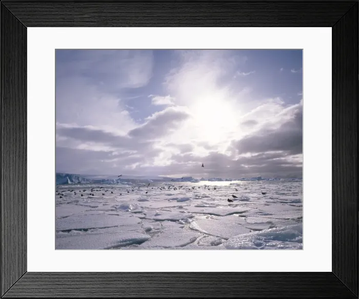 Framed Print : Dominican gulls and skuas on pack ice, Antarctica, Polar Regions Framed Print : Dominican gulls and skuas on pack ice, Antarctica, Polar Regions