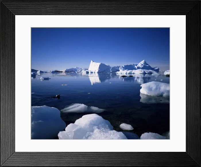 Framed Print : Ice scenery and seal, Antarctica, Polar Regions Framed Print : Ice scenery and seal, Antarctica, Polar Regions