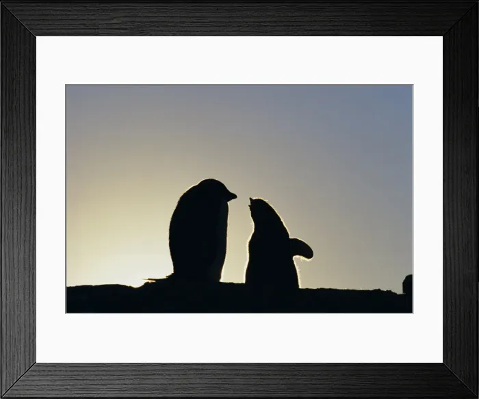 Framed Print : Silhouette of adelie penguin and chick, Antarctica, Polar Regions Framed Print : Silhouette of adelie penguin and chick, Antarctica, Polar Regions