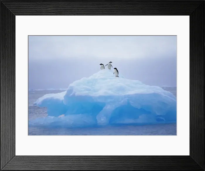 Framed Print : Adelie penguins on iceberg, Paulet Island, Antarctica, Polar Regions Framed Print : Adelie penguins on iceberg, Paulet Island, Antarctica, Polar Regions