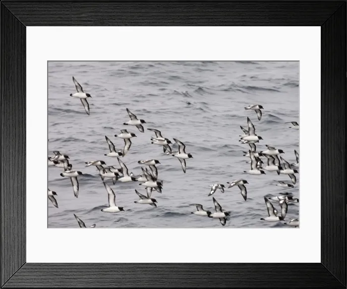 Framed Print : Cape petrels (Daption capense), Antarctica, Polar Regions Framed Print : Cape petrels (Daption capense), Antarctica, Polar Regions