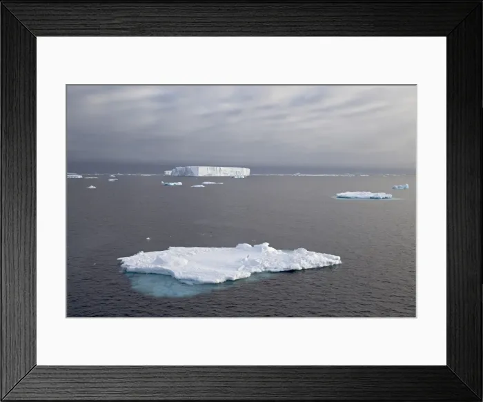 Framed Print : Icebergs, Antarctic Peninsula, Antarctica, Polar Regions Framed Print : Icebergs, Antarctic Peninsula, Antarctica, Polar Regions