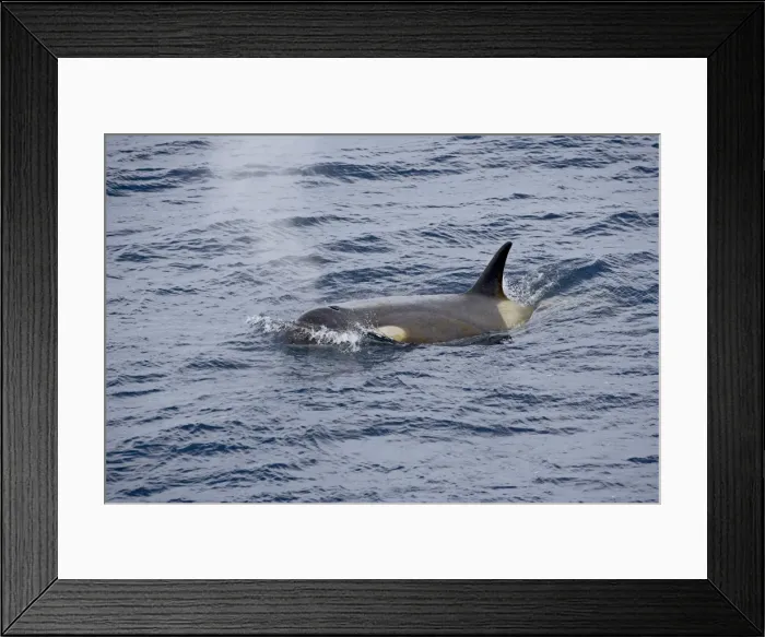 Framed Print : Orca or killer whale (Orcinus orca) surfacing, Antarctic Peninsula, Antarctica Framed Print : Orca or killer whale (Orcinus orca) surfacing, Antarctic Peninsula, Antarctica