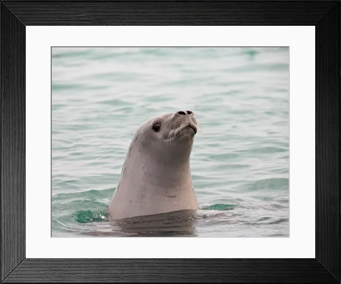 Framed Print : Crabeater seal (Lobodon carcinophagus), Pleneau Island, Antarctic Peninsula Framed Print : Crabeater seal (Lobodon carcinophagus), Pleneau Island, Antarctic Peninsula