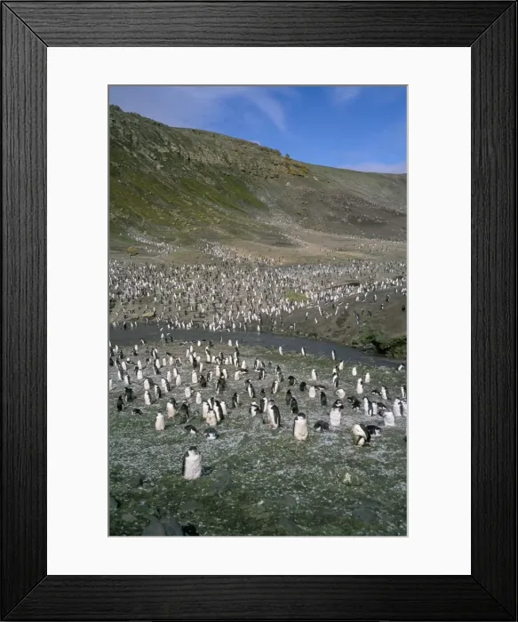 Framed Print : Chinstrap penguins at Baily Head, Deception Island, Antarctica, Polar Regions