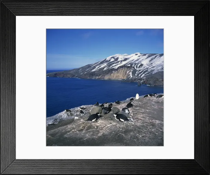Framed Print : Chinstrap penguins on the rocks on the coast of Deception Island on the Antarctic Peninsula Framed Print : Chinstrap penguins on the rocks on the coast of Deception Island on the Antarctic Peninsula