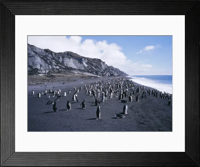 Framed Print : Black and white chinstrap penguins, black volcanic beach and black glacier Framed Print : Black and white chinstrap penguins, black volcanic beach and black glacier
