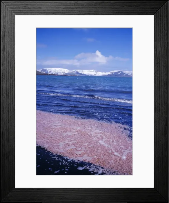 Framed Print : Krill swarm cooked pink by fumarole activity on the volcanic island of Deception Island Framed Print : Krill swarm cooked pink by fumarole activity on the volcanic island of Deception Island