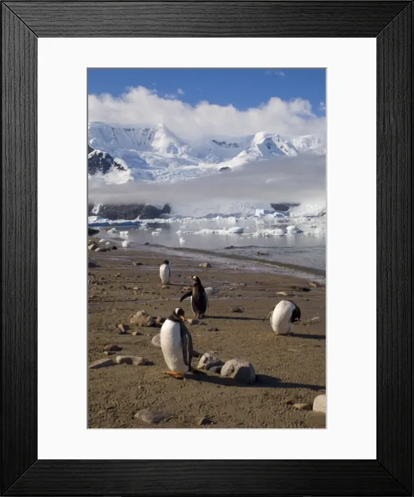 Framed Print : Gentoo penguins, Neko Harbor, Gerlache Strait, Antarctic Peninsula, Antarctica Framed Print : Gentoo penguins, Neko Harbor, Gerlache Strait, Antarctic Peninsula, Antarctica