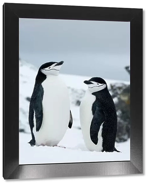 Chinstrap penguins (Pygoscelis antarcticus), Half Moon Island, Antarctic Peninsula