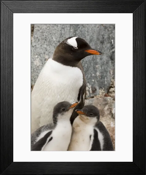 Framed Print : Gentoo penguins, Petermann Island, Lemaire Channel, Antarctic Peninsula Framed Print : Gentoo penguins, Petermann Island, Lemaire Channel, Antarctic Peninsula