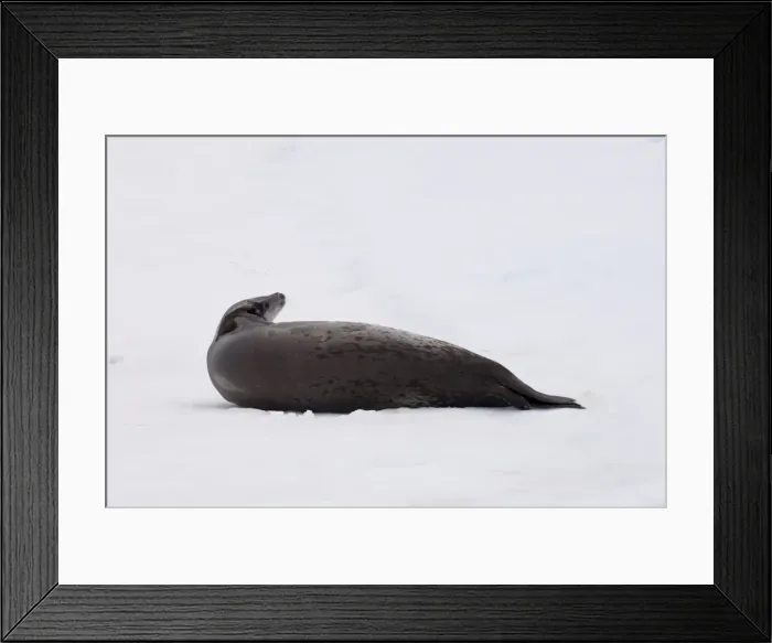 Framed Print : Crabeater seal (Lobodon carcinophagus) on iceberg near Pleneau Island, Lemaire Channel Framed Print : Crabeater seal (Lobodon carcinophagus) on iceberg near Pleneau Island, Lemaire Channel