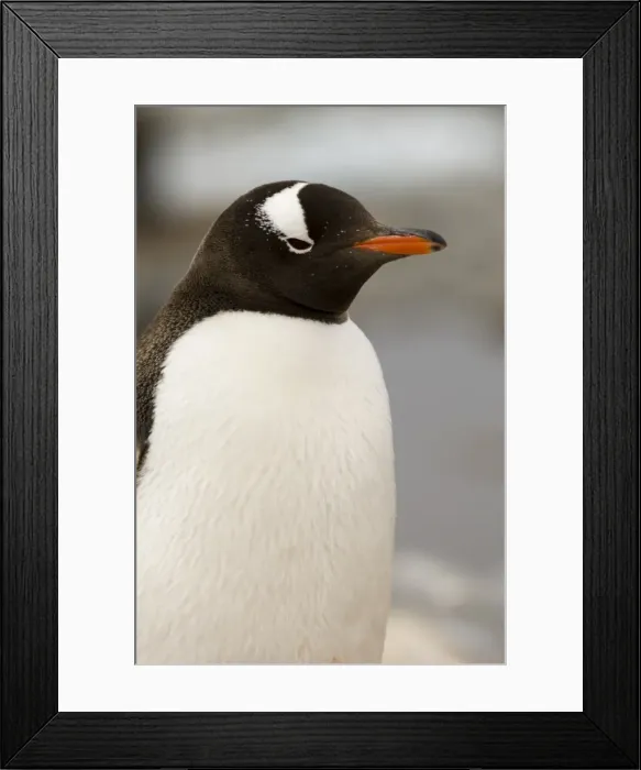 Framed Print : Gentoo penguin, Petermann Island, Lemaire Channel, Antarctic Peninsula Framed Print : Gentoo penguin, Petermann Island, Lemaire Channel, Antarctic Peninsula